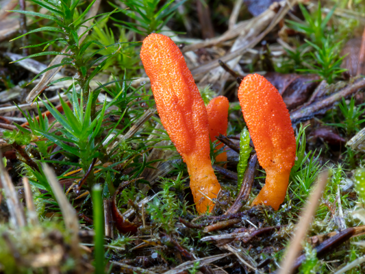 Zdjęcie pokazujące grzyb Kordyceps