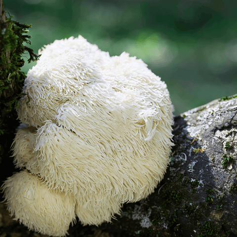 Lion’s Mane – Napoje i Suplementy dla Umysłu