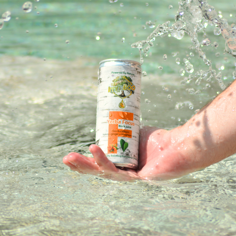 Yerba Focus Birch Rokitnik (12 sztuk)