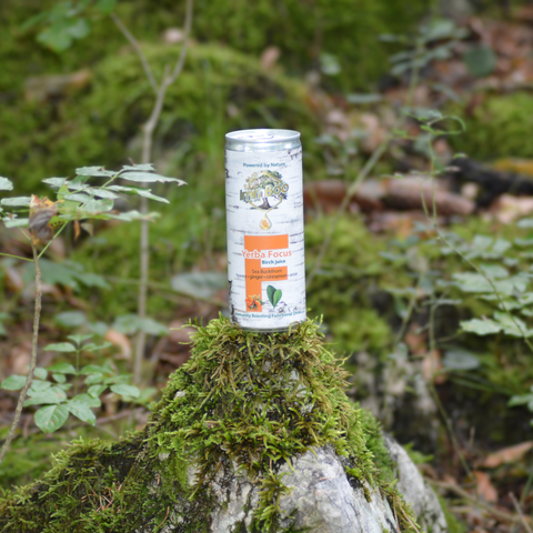 Yerba Focus Birch Rokitnik (12 sztuk)