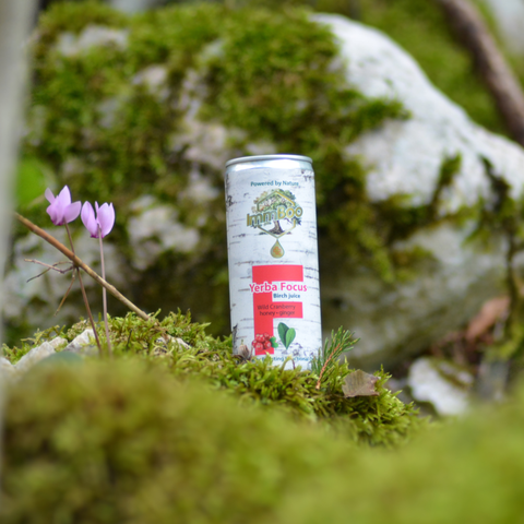 Yerba Focus Birch Żurawina (12 sztuk)